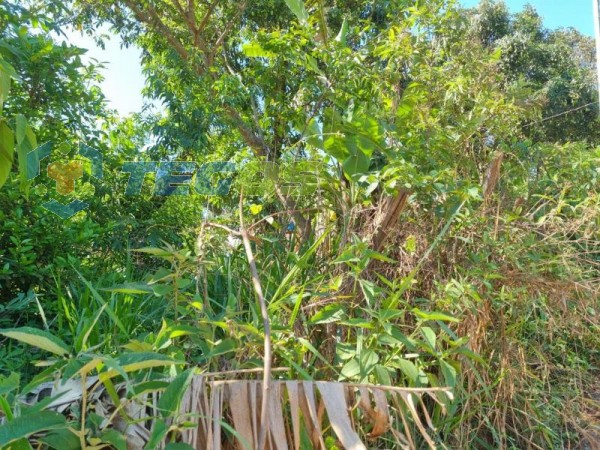 Lote No Bairro Marzagão Foto 2