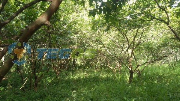 OTIMO TERRENO NA LOCALIDADE DO CATETE, NO DISTRITO DE SANTO ANTÔNIO DO LEITE Foto 6