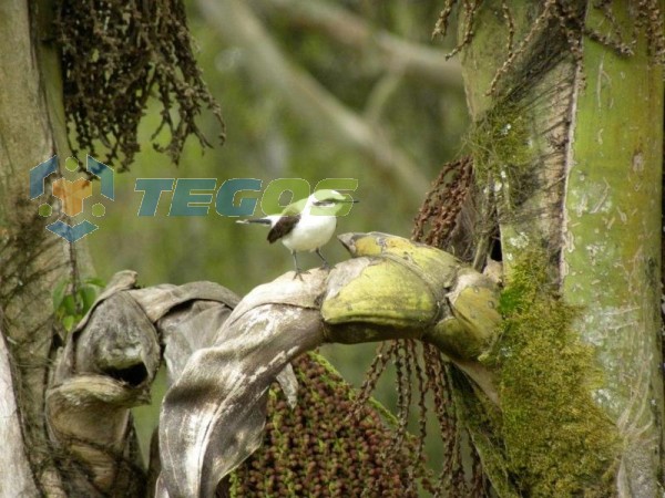 Fazenda Maravilhosa Com Área Verde Foto 1