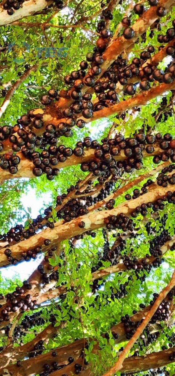 Excelente Sítio em Santo Antônio do Leite Foto 11