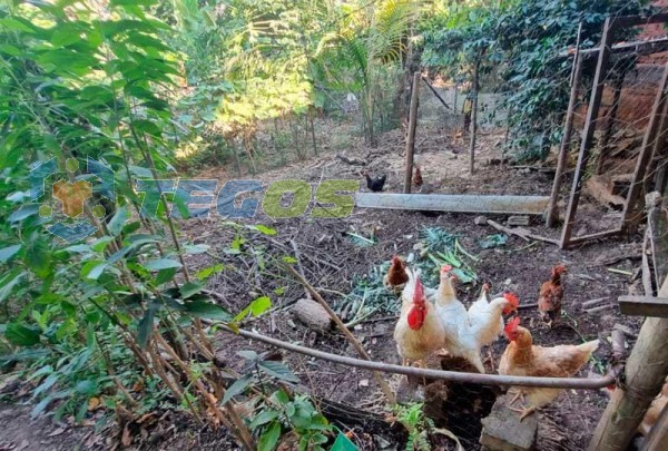 Refúgio Urbano: Casa com ponto comercial em terreno de 1000m² para venda em Coronel Fabriciano, MG Foto 10